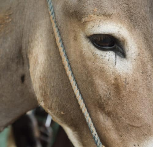 A close up of a light brown donkeys eye