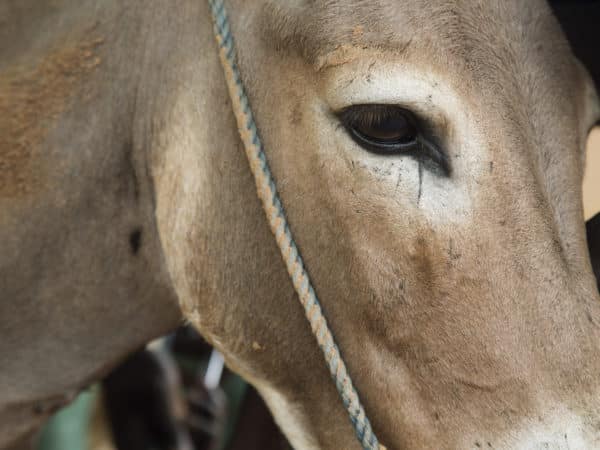 A close up of a light brown donkeys eye