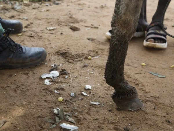 a brown donkeys foot