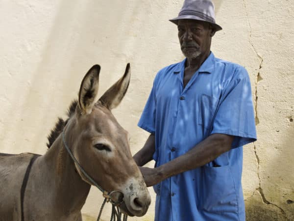 A man wearing a bright blue shirt and grey hat holding a light brown donkey
