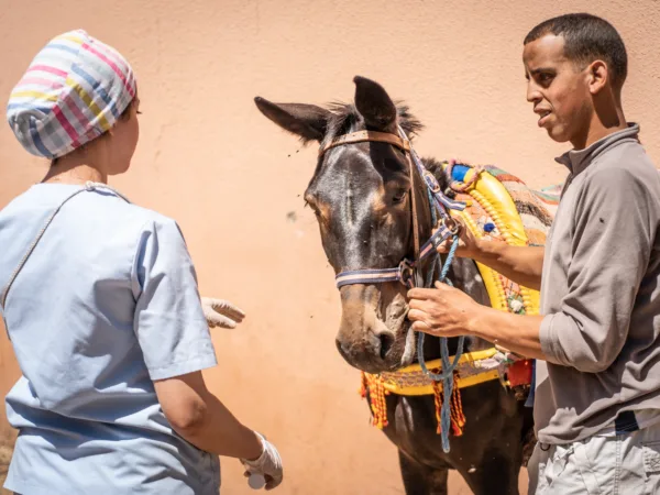 a man standing with a brown horse with a female vet facing away from the camera talking with the man