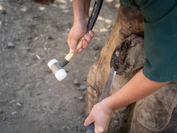 A vet cleaning out a mules hoof with the necessary equipment.