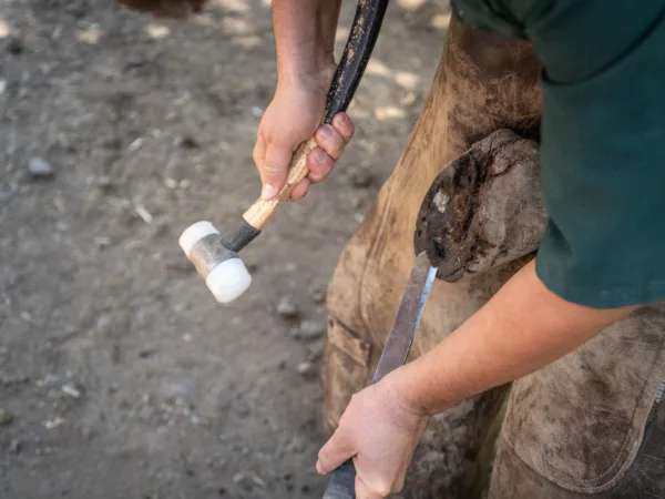 A vet cleaning out a mules hoof with the necessary equipment.