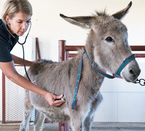 Vet with stethoscope examining a donkey foal