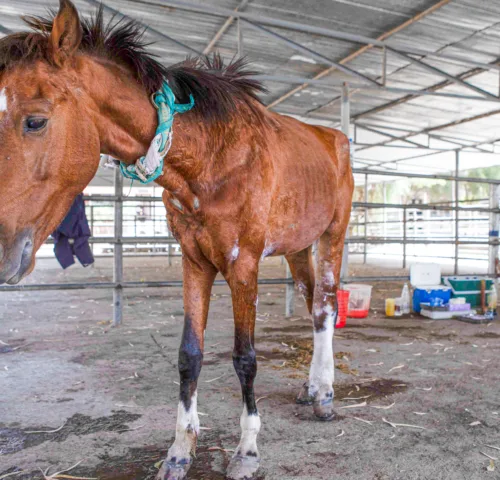 a brown skinny horse standing in a paddock with medical equipment behind