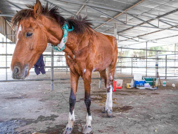 a brown skinny horse standing in a paddock with medical equipment behind
