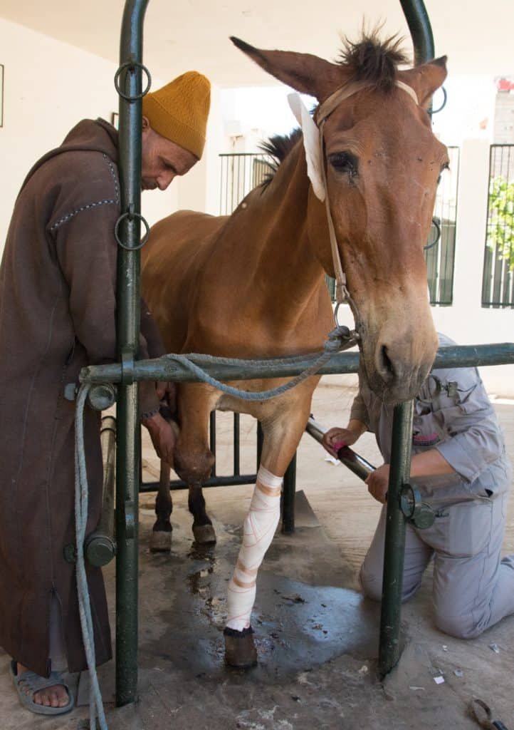 Two men stand next to a bay mule with a bandaged front leg
