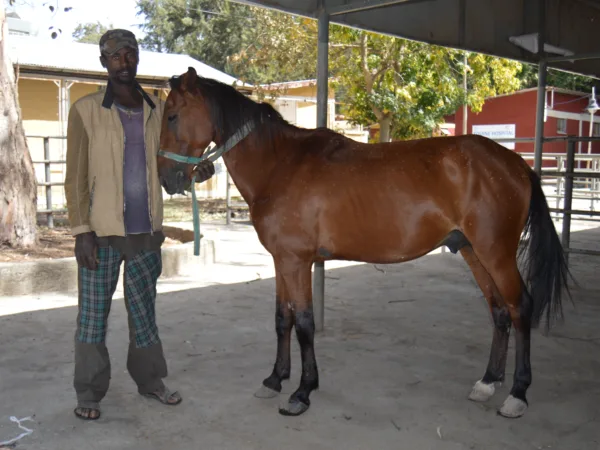 Large brown horse standing with a smiling man in a brown coat