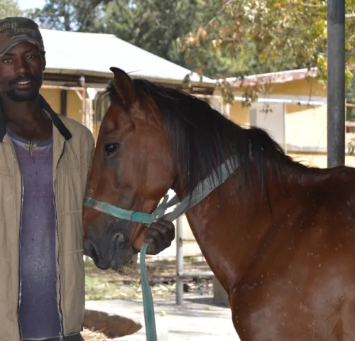 head of a brown horse wearing a green harness with a smiling man holding the harness