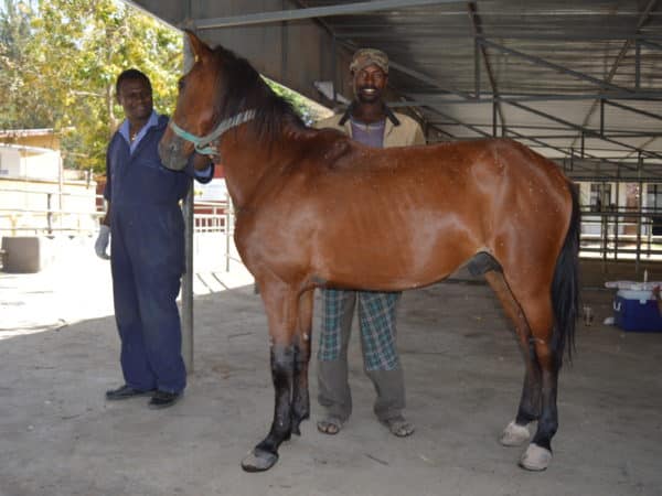 Large brown horse standing with two smiling men