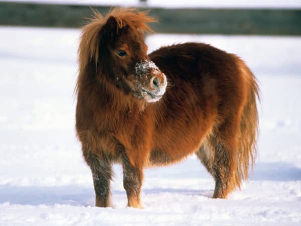 Shetland pony stands in the snow, with snow dust on its nose