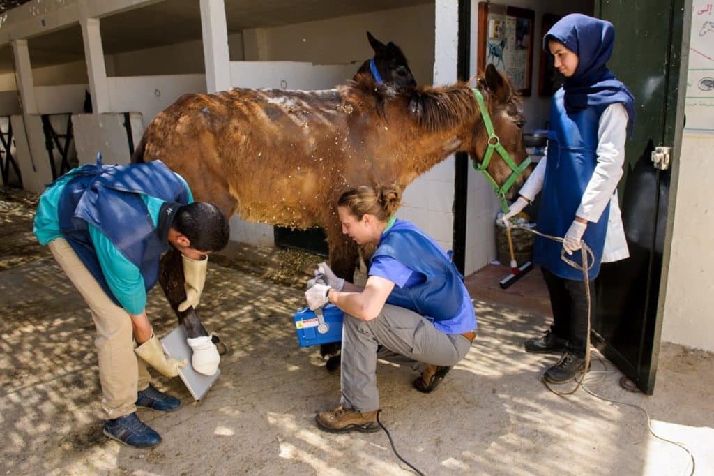 Three vets caring for Horse with bandaged hoof in stables.