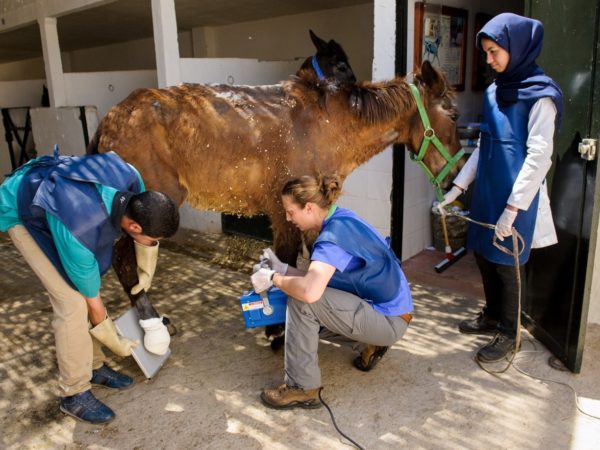 Three vets caring for Horse with bandaged hoof in stables.