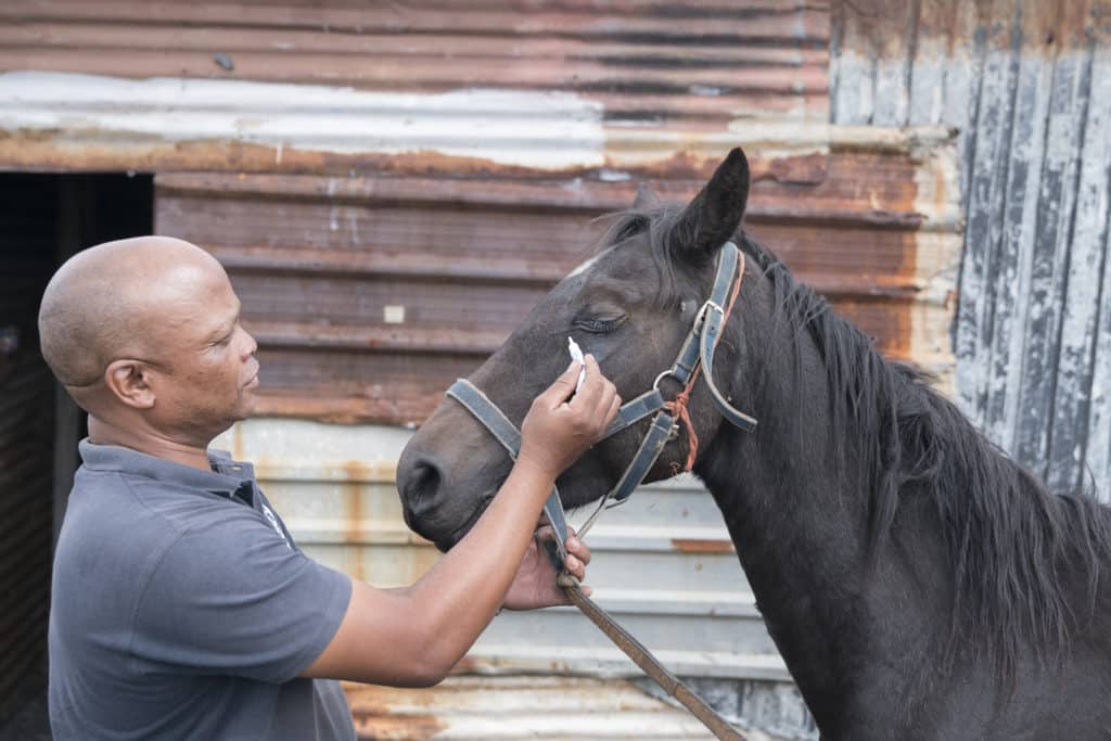 A SPANA vet in South Africa administrating eye drops to a horse
