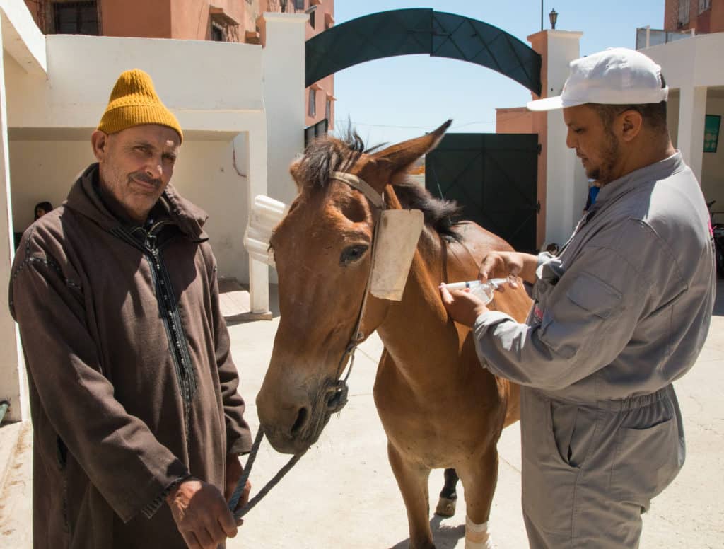 Vet in Morocco provides an injection to a bay horse, while a man in a coat and yellow hat stands next to the horse