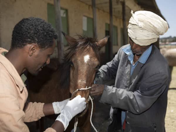 A SPANA vet examining a brown horses mouth with another man holding the horses reins.