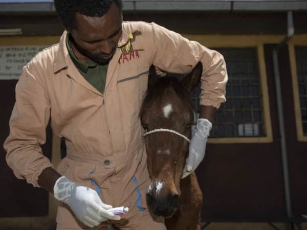 A SPANA vet applying cream to a brown horses mouth.