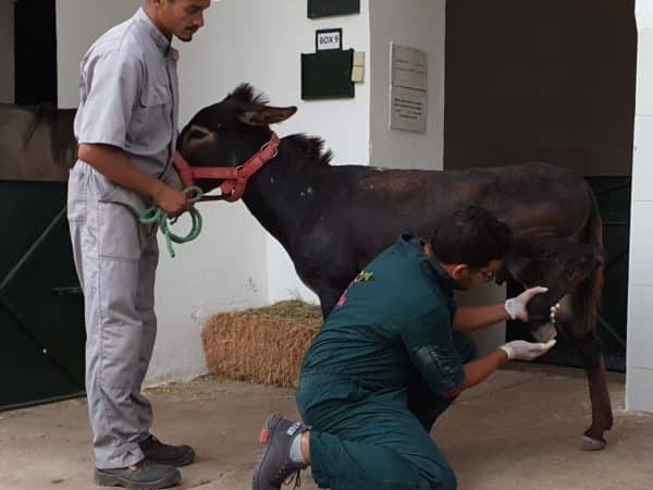 Two vets and a donkey with one vet holding its nose and the other examining one of its back hooves