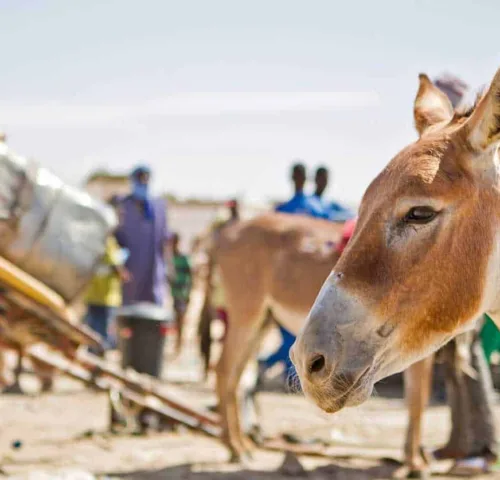 The face of a working chestnut coloured donkey with another donkey in the background pulling a heavy cart
