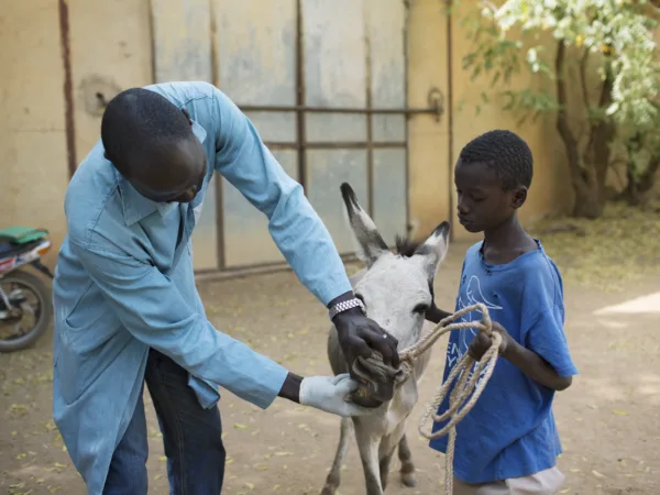 A working donkey getting its teeth checked by a SPANA veterinarian with a boy holding the donkey and its ropes