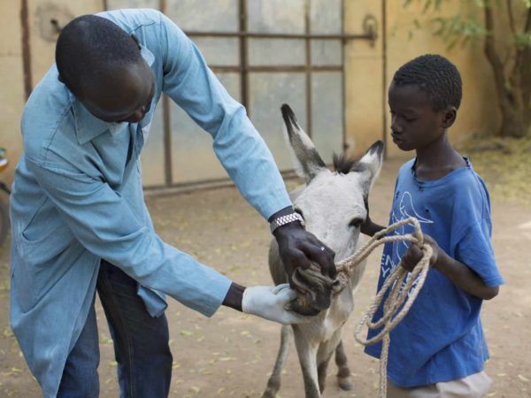 A working donkey getting its teeth checked by a SPANA veterinarian with a boy holding the donkey and its ropes
