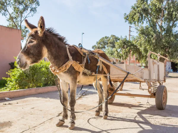 A brown donkey harnessed up and pulling an empty trailer on a road