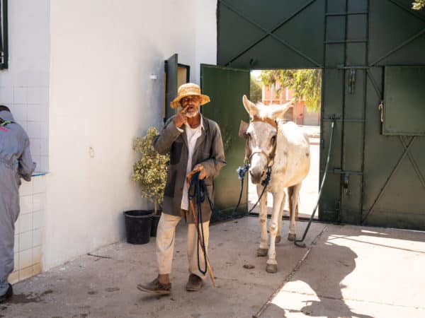 a man with a straw hat holding the harness of a white mule walking outside