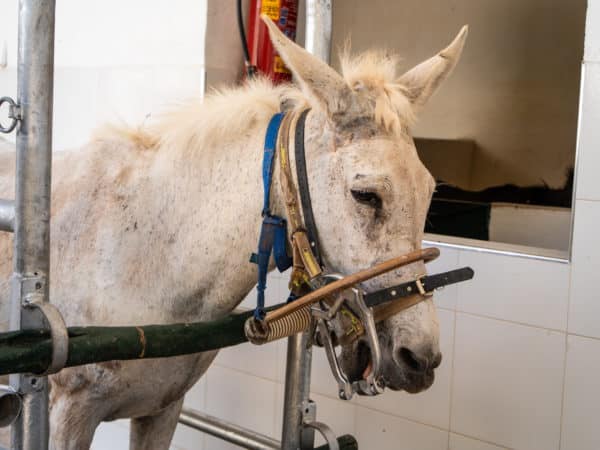 white mule's face with a metal contraption round its face and in its mouth. The mule is at the dentist.