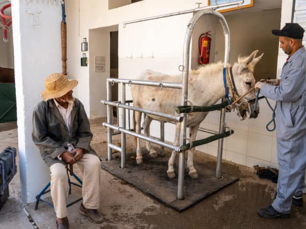A white mule in a small metal stall being examined by a vet with another man with a straw hat sitting on a stool watching