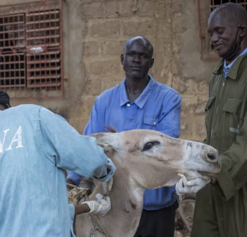 Three men, two holding a light brown donkey and the third in a light blue SPANA coat injecting the donkey in his neck.