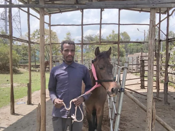 a small brown horse being held by a man in a dark blue shirt outside in a wooden structure.
