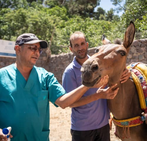 Two men, one in a purple shirt holding a brown mule. The other man in blue scrubs holding the mules mouth. The mule has brightly coloured bags on his back