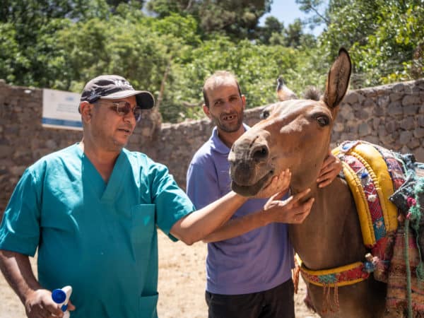 Two men, one in a purple shirt holding a brown mule. The other man in blue scrubs holding the mules mouth. The mule has brightly coloured bags on his back