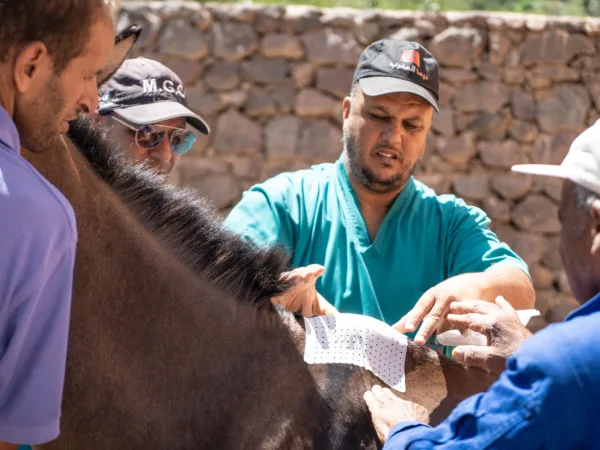 Four men surrounded by the neck of a mule with one man applying a bandage.