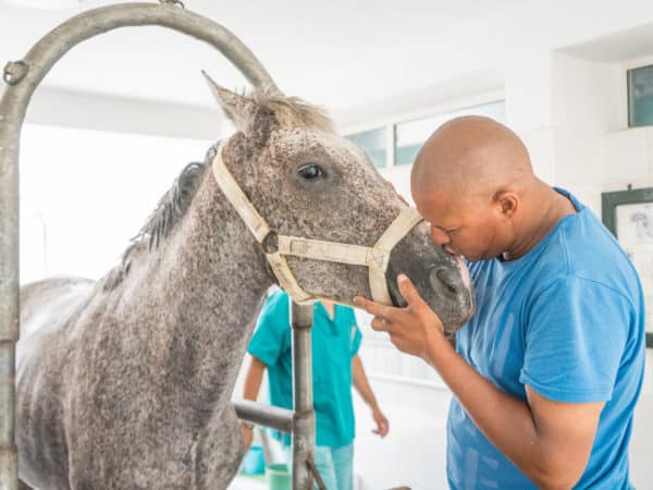 Zoro a grey horse receiving a kiss on the nose by a vet