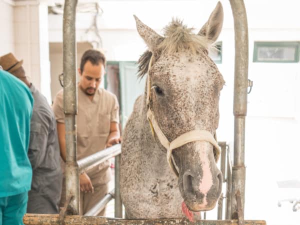 Zoro a grey horse at the SPANA vets in Marrakech