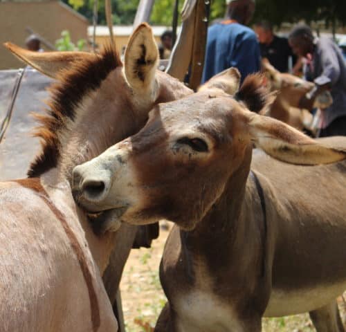 Two donkeys looking affectionate with a hug and kiss