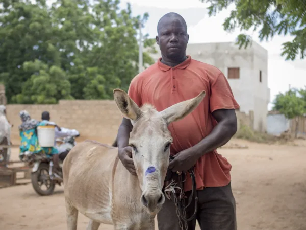 Cream donkey standing with a man wearing an orange top.