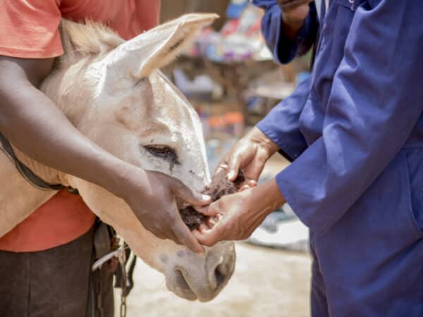 two men applying a bandage to a cream donkey's face.