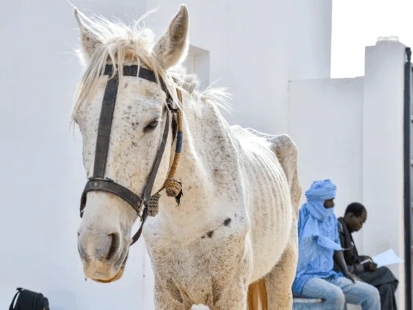 A horse suffering from malnutrition. The animal is thin and weak and its ribs are exposed through its skin.