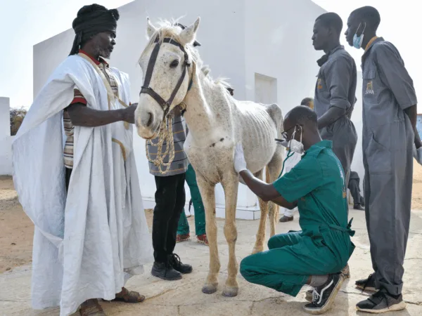 A horse suffering from malnutrition is being treated by SPANA veterinarians. The animal is thin and weak and its ribs are exposed through its skin.