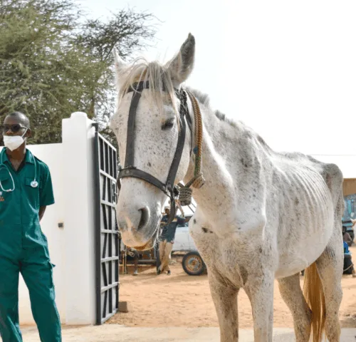 A horse suffering from malnutrition is being treated by SPANA veterinarians. The animal is thin and weak and its ribs are exposed through its skin.