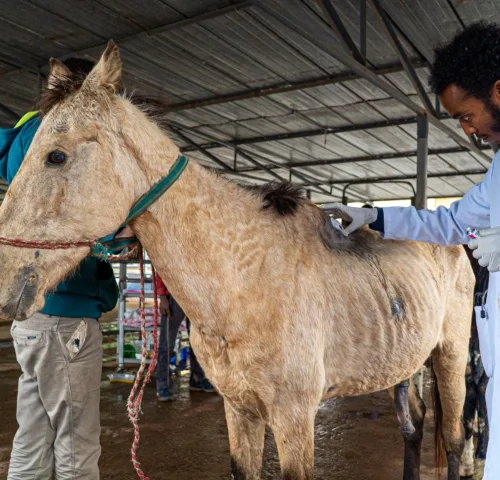 A working equine animal receives treatment at the SPANA centre in Ethiopia for harness wounds.