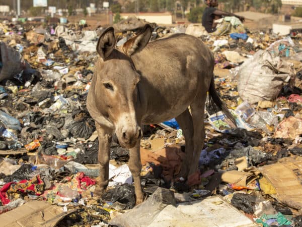 A donkey stands in piles of rubbish, including plastic and rotting waste, as it rummages for food.