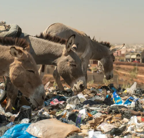 Three donkeys rummaging through plastic at a rubbish dump.