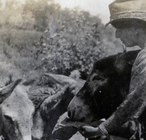 black and white photo of SPANA founder Kate Hosali examining the back of an animal