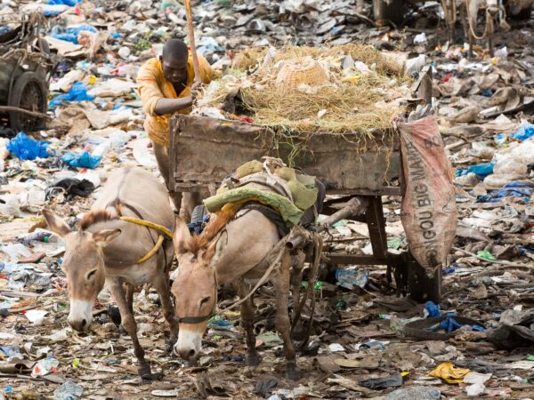 Two working donkeys looking sad and strained as they pull a heavy cart in a Mali rubbish dump.