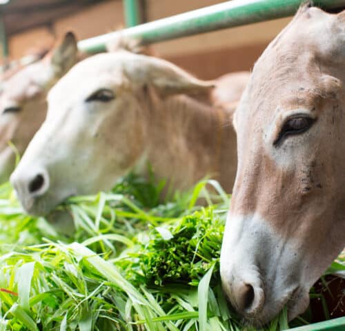 Four donkeys eating greens.