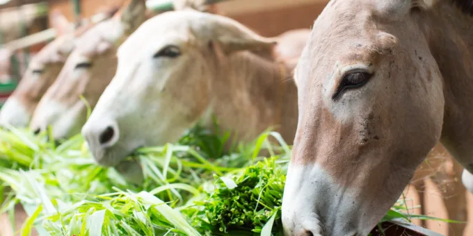 Four donkeys eating greens.