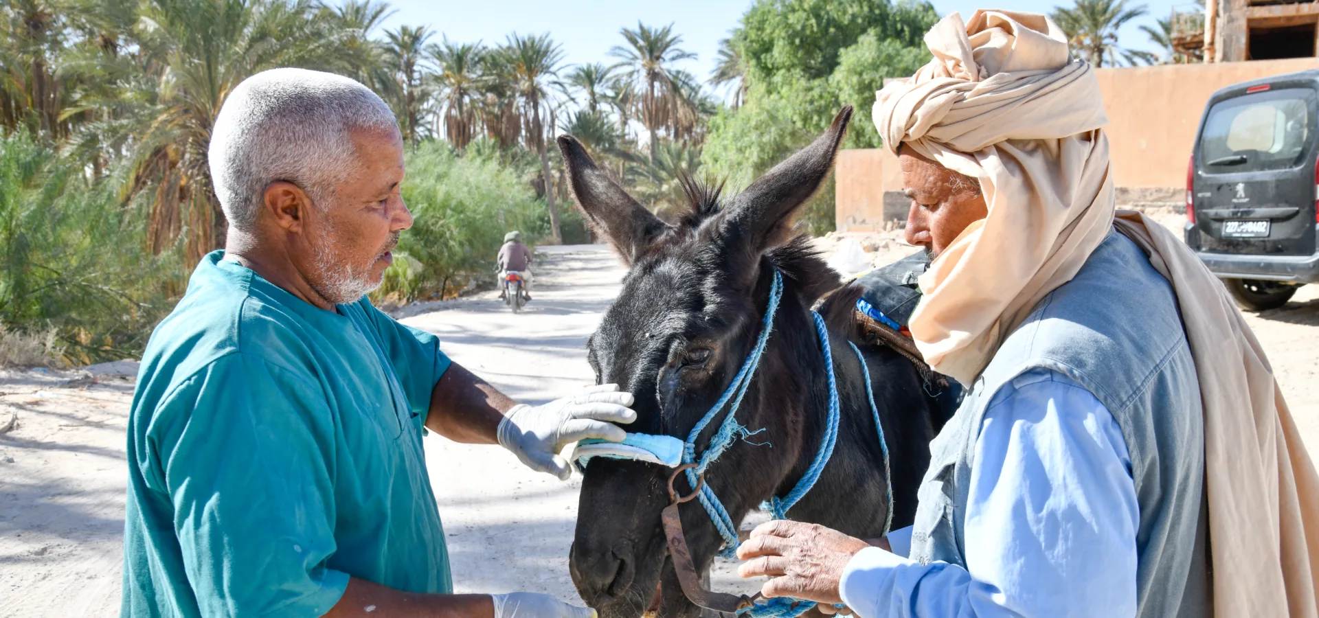 Mule in Tunisia suffering from habronema and harness wounds